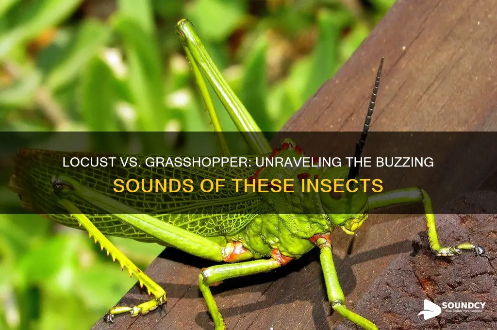 do locust sound like grasshopper