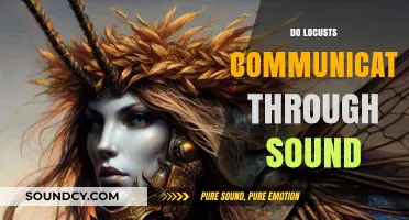 Unveiling Locust Communication: Do They Use Sound to Interact?