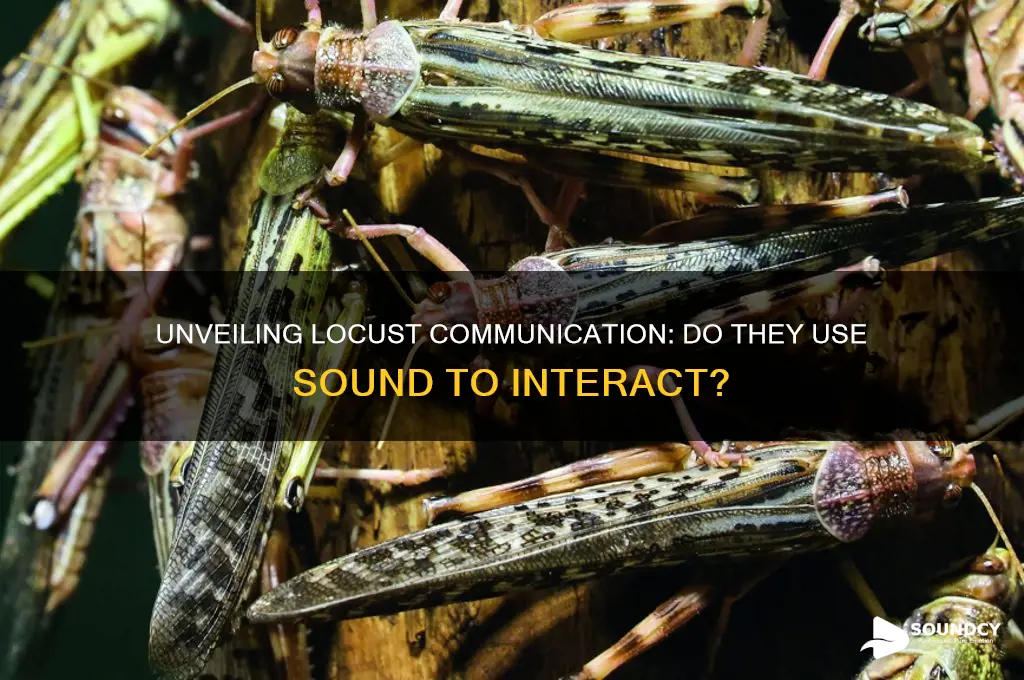 do locusts communicate through sound