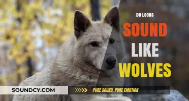 Do Loons Sound Like Wolves? Exploring the Haunting Calls of Nature