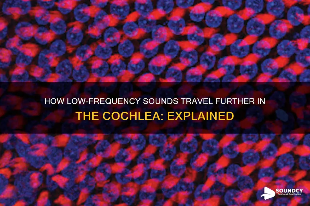 do low frequency sounds travel further in the cochlea