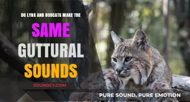 Lynx vs. Bobcats: Unraveling Their Unique Guttural Vocalizations