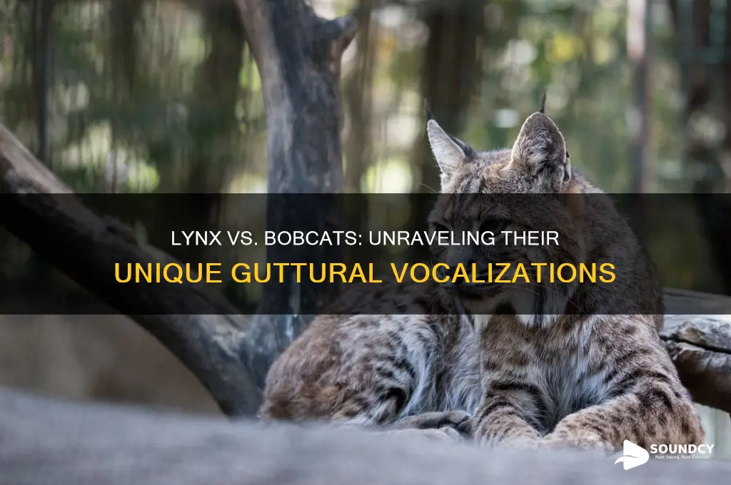 do lynx and bobcats make the same guttural sounds