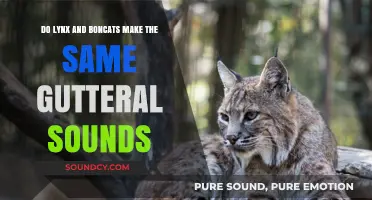 Lynx vs. Bobcat: Comparing Their Distinct Guttural Vocalizations