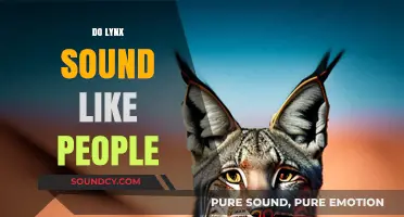 Do Lynx Sound Like Humans? Unraveling the Myth of Feline Voices