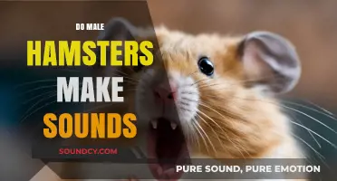 Do Male Hamsters Make Sounds? Exploring Their Vocalizations and Behaviors