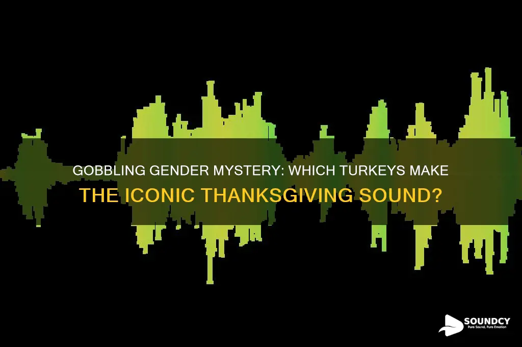 do male or female turkeys make the gobbling sound