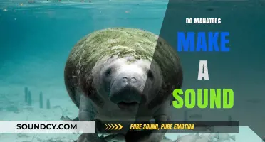 Unveiling the Mystery: Do Manatees Make Sounds in the Wild?