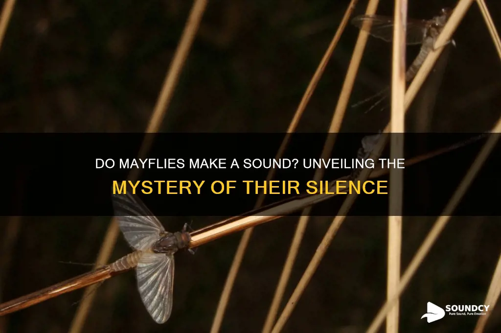 do mayflies make a sound