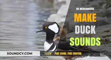 Do Mergansers Quack? Unraveling Their Unique Vocalizations and Sounds