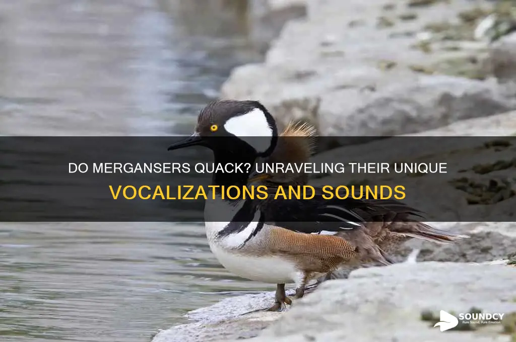 do mergansers make duck sounds