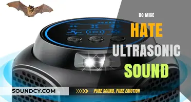 Do Mice Hate Ultrasonic Sound? Debunking Myths and Facts