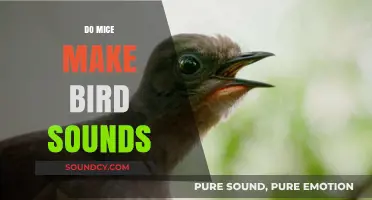 Unusual Sounds: Do Mice Mimic Bird Calls in Nature?