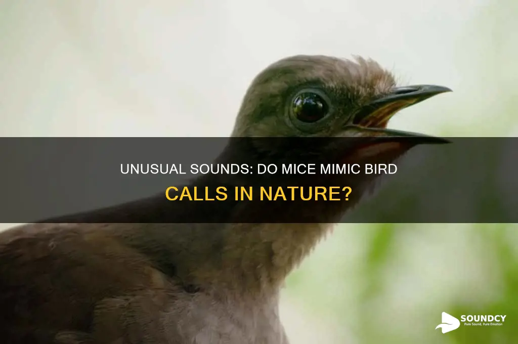 do mice make bird sounds