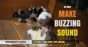 Do Mice Buzz? Uncovering the Truth About Their Noises