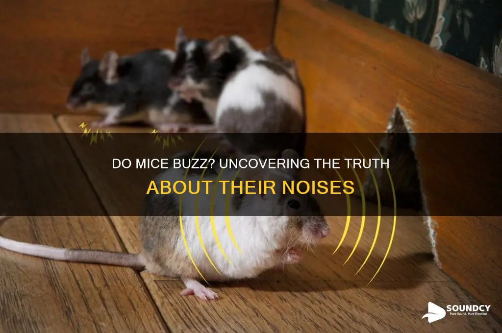 do mice make buzzing sound
