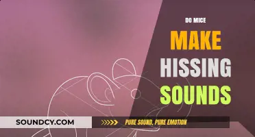 Do Mice Hiss? Uncovering the Truth About Mouse Sounds