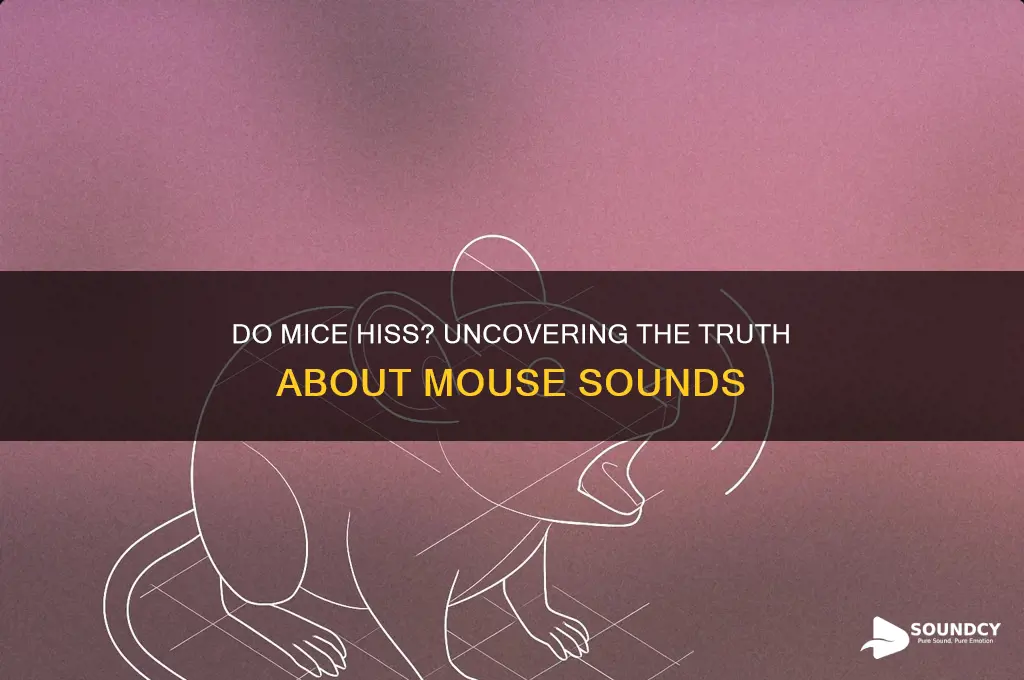 do mice make hissing sounds