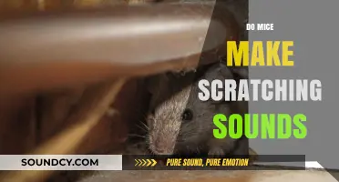Do Mice Make Scratching Sounds? Understanding Rodent Noises in Your Home