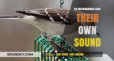 Unique Mockingbird Sounds: Their Own Tunes