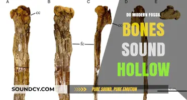 Hollow Bones: The Mystery of Fossil Sounds