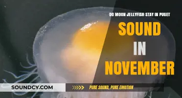 Moon Jellyfish Presence in Puget Sound During November: What to Know