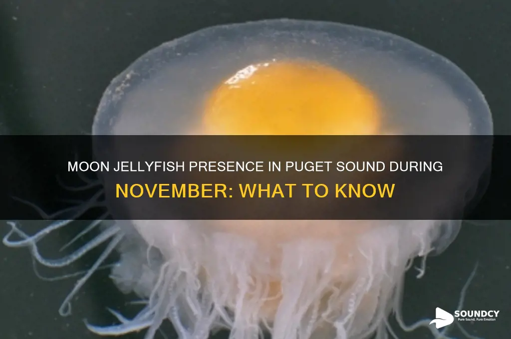 do moon jellyfish stay in puget sound in november