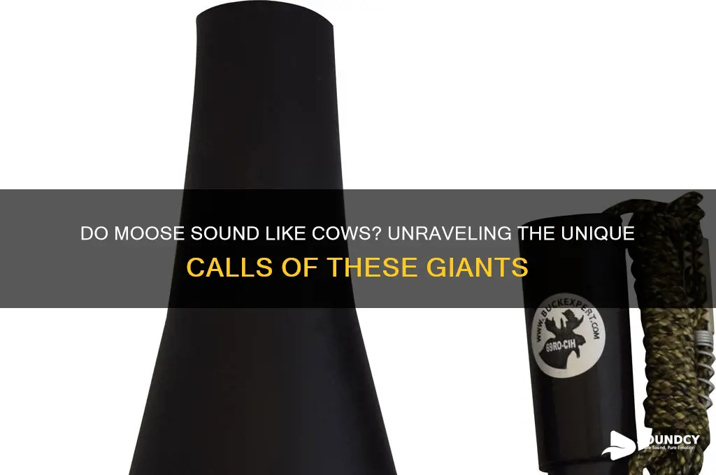 do moose sound like cows