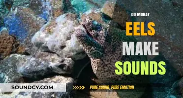 Unveiling the Mystery: Do Moray Eels Produce Sounds Underwater?