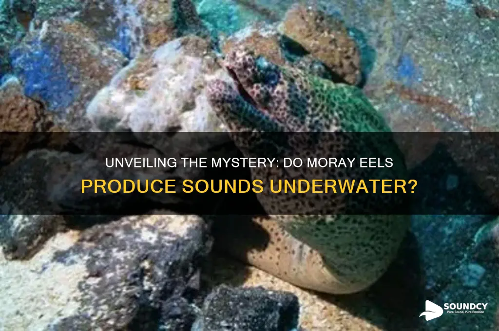do moray eels make sounds