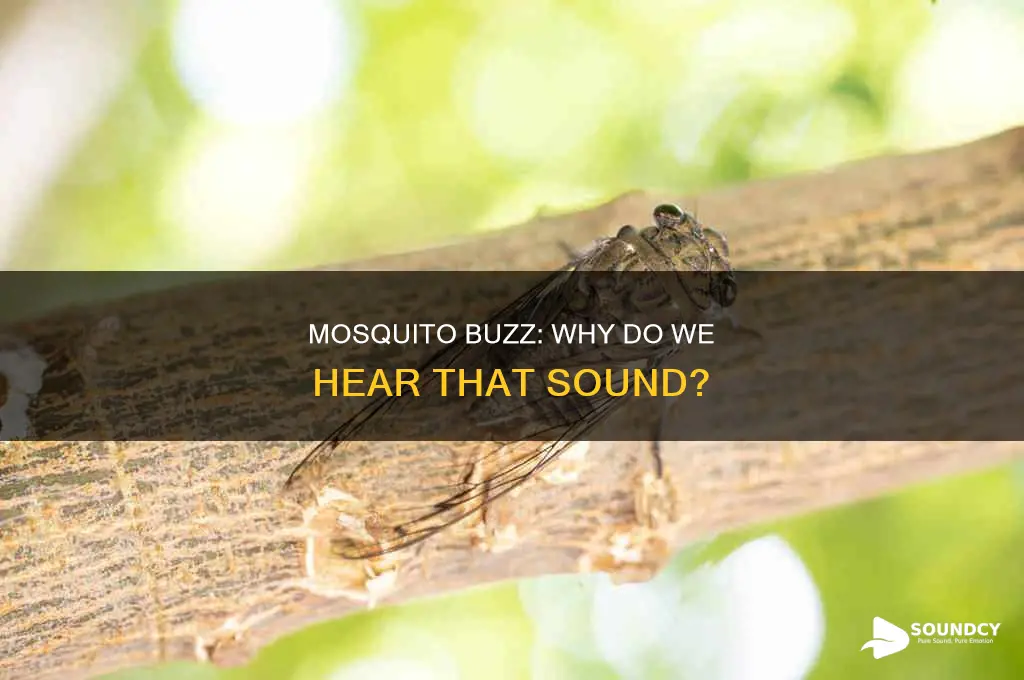 do mosquitoes have a buzzing sound