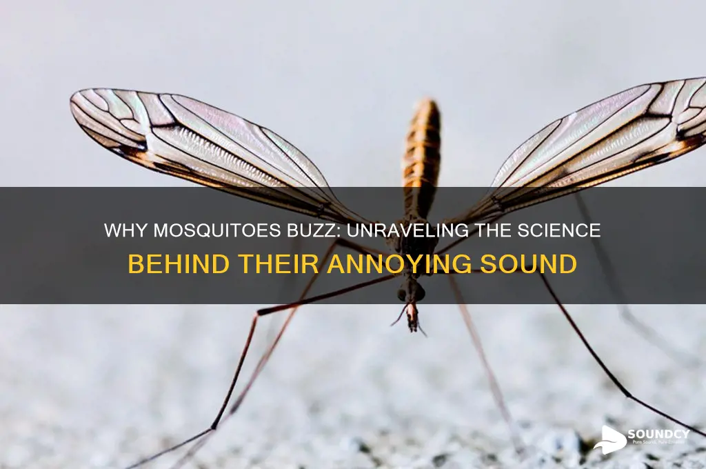 do mosquitoes make buzzing sound