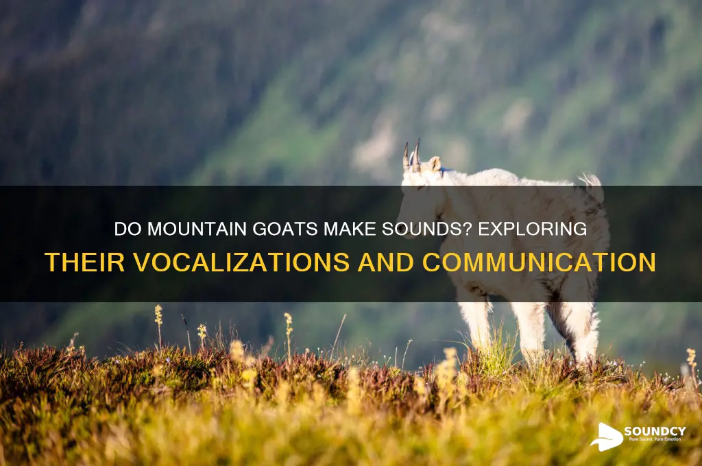 do mountain goats make sounds
