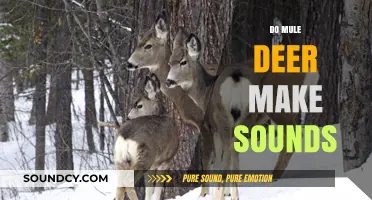 Unveiling Mule Deer Communication: Do They Make Sounds and How?