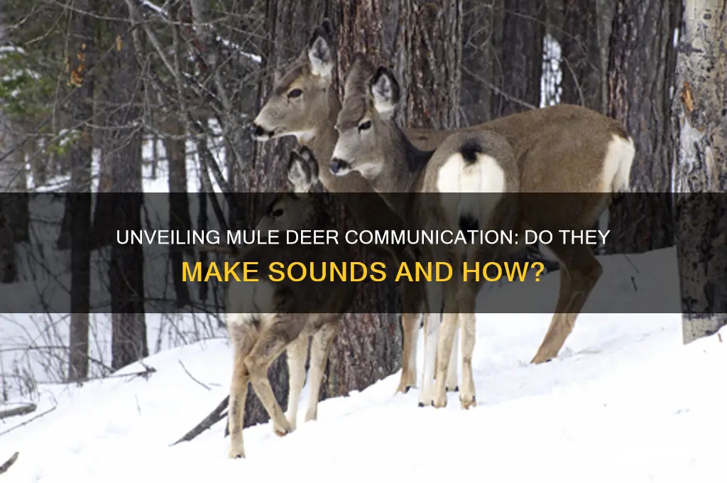do mule deer make sounds