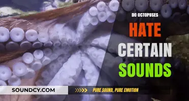 Octopus Auditory Preferences: Unraveling Their Reactions to Specific Sounds