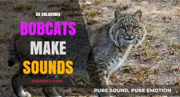 Unveiling the Vocalizations of Oklahoma Bobcats: Do They Make Sounds?