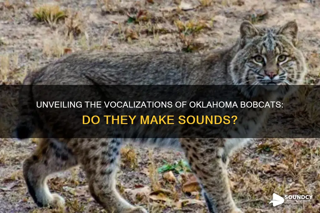 do oklahoma bobcats make sounds