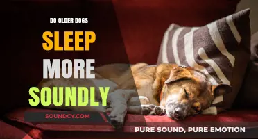 Older Dogs: Sleeping Soundly or Snoozing More?
