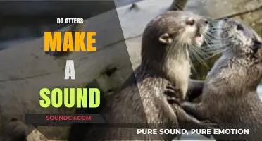 Do Otters Make Sounds? Exploring Their Vocalizations and Communication