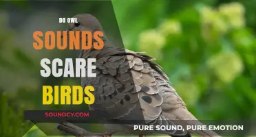 Do Owl Sounds Scare Birds? Unveiling the Truth Behind the Myth