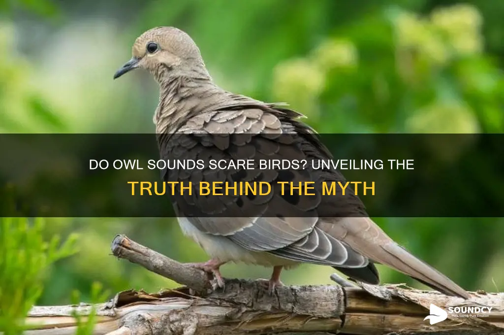 do owl sounds scare birds