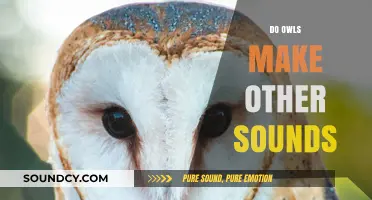 Beyond Hoots: Exploring the Diverse Vocalizations of Owls