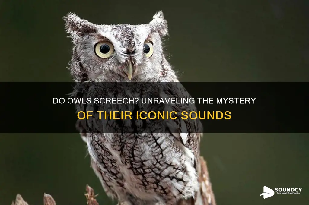 do owls make screeching sounds