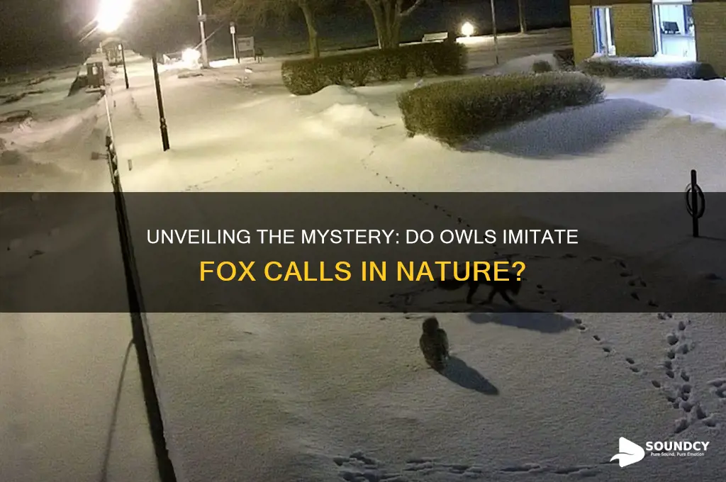do owls mimic fox sounds