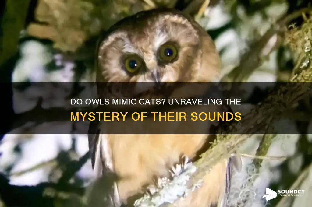 do owls sound like cats