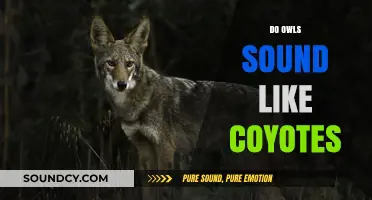 Unraveling the Mystery: Do Owls Mimic Coyotes' Howls?