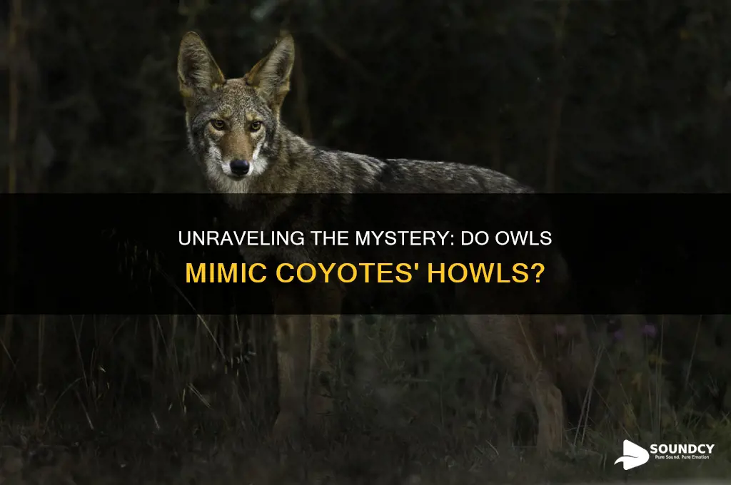 do owls sound like coyotes