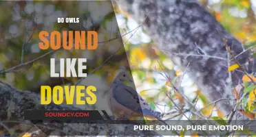 Do Owls Mimic Doves? Unraveling the Truth Behind Their Calls
