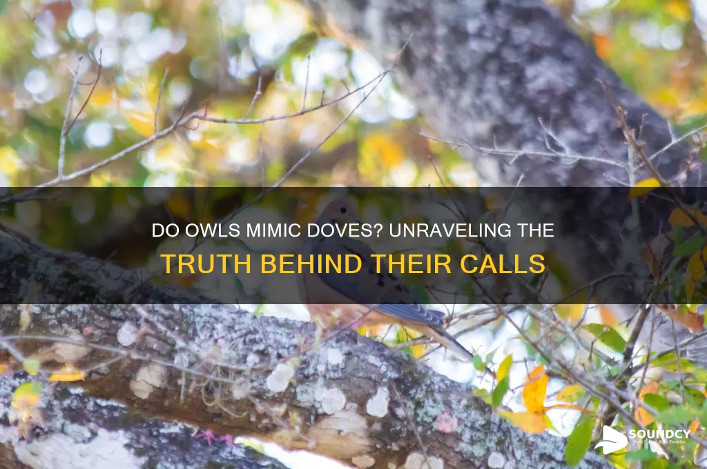 do owls sound like doves